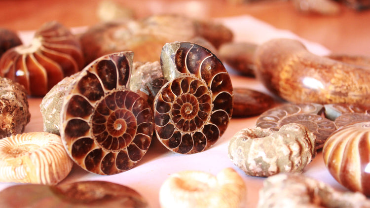 Ammonite Fossils from Madagascar. Your direct source.