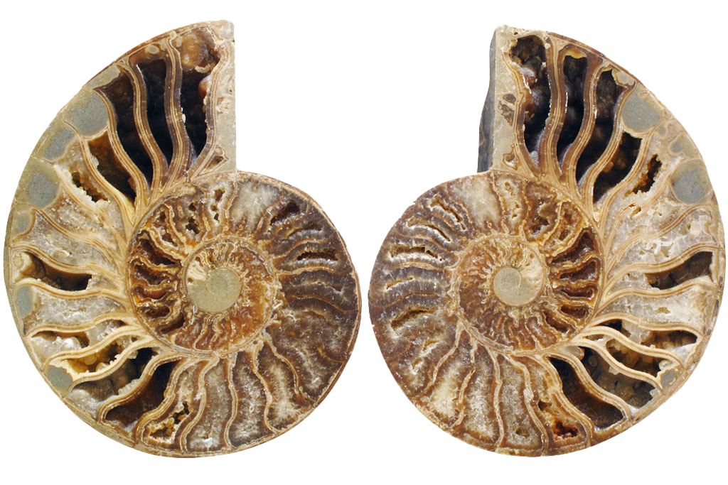 First Quality Cut and Polished Ammonite Fossils 10-12" size