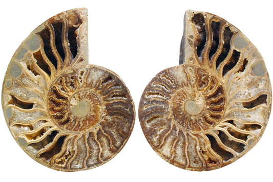 Ammonite Cut & Polished Pairs - 15-30 cm - First Quality
