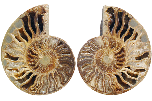 First Quality Cut and Polished Ammonite Fossils 10-12" size