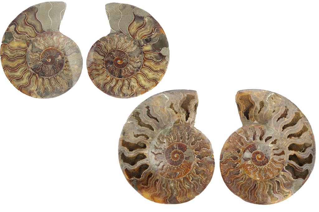 Ammonite Cut & Polished Pairs - 15-30 cm - First Quality