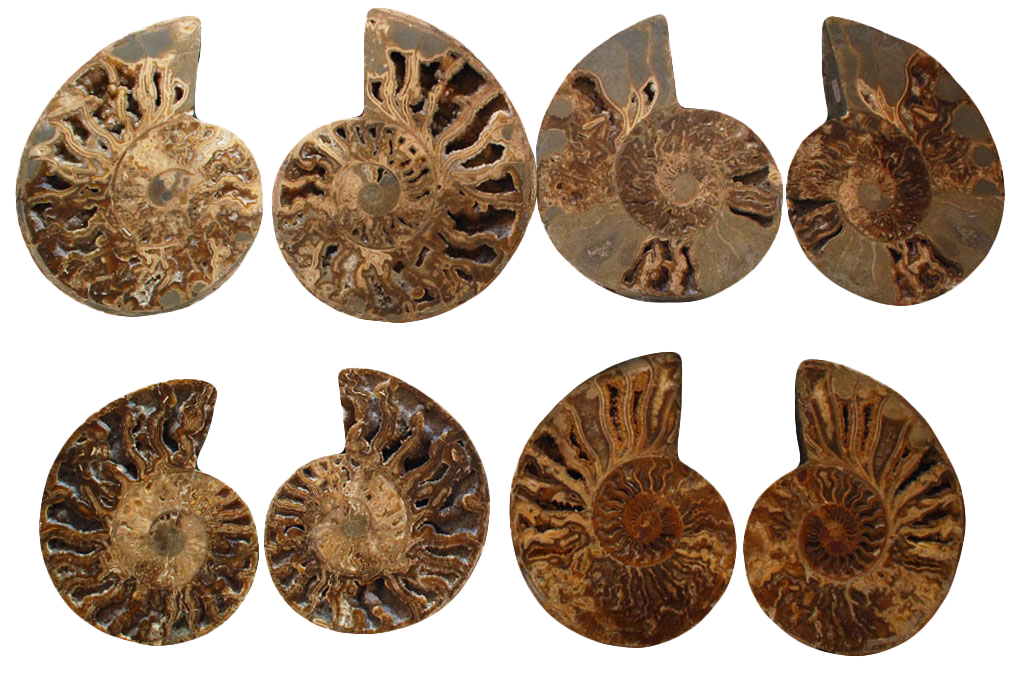 Ammonite Cut & Polished Pairs - 15-30 cm - First Quality