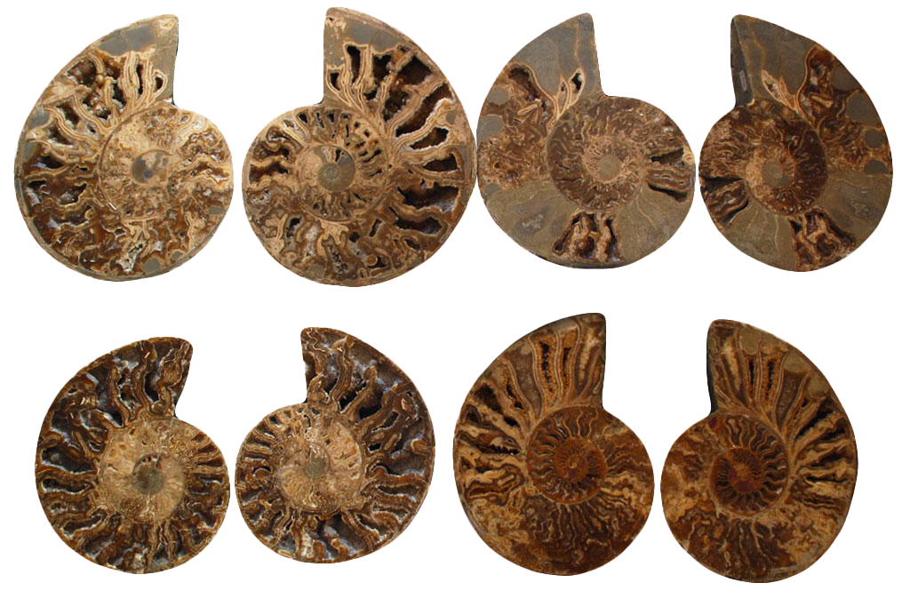 First Quality Cut and Polished Ammonite Fossils 10-12" size