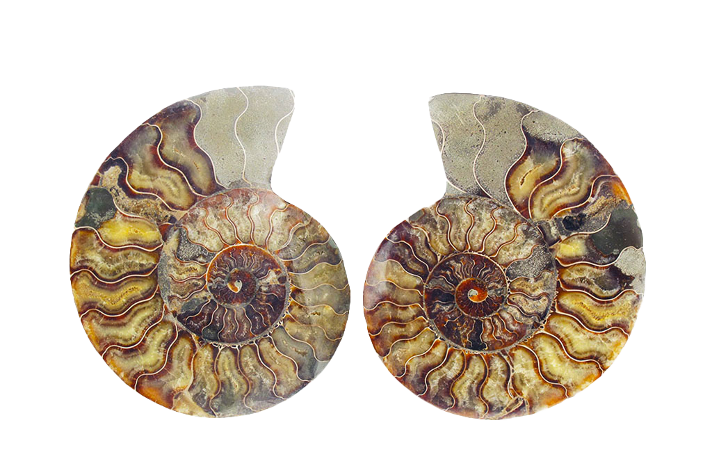 Ammonite Cut & Polished Pairs - 15-30 cm - First Quality