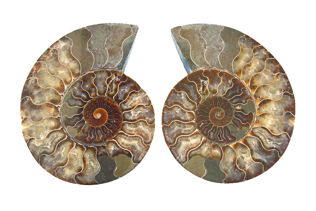 First Quality Cut and Polished Ammonite Fossils 10-12" size