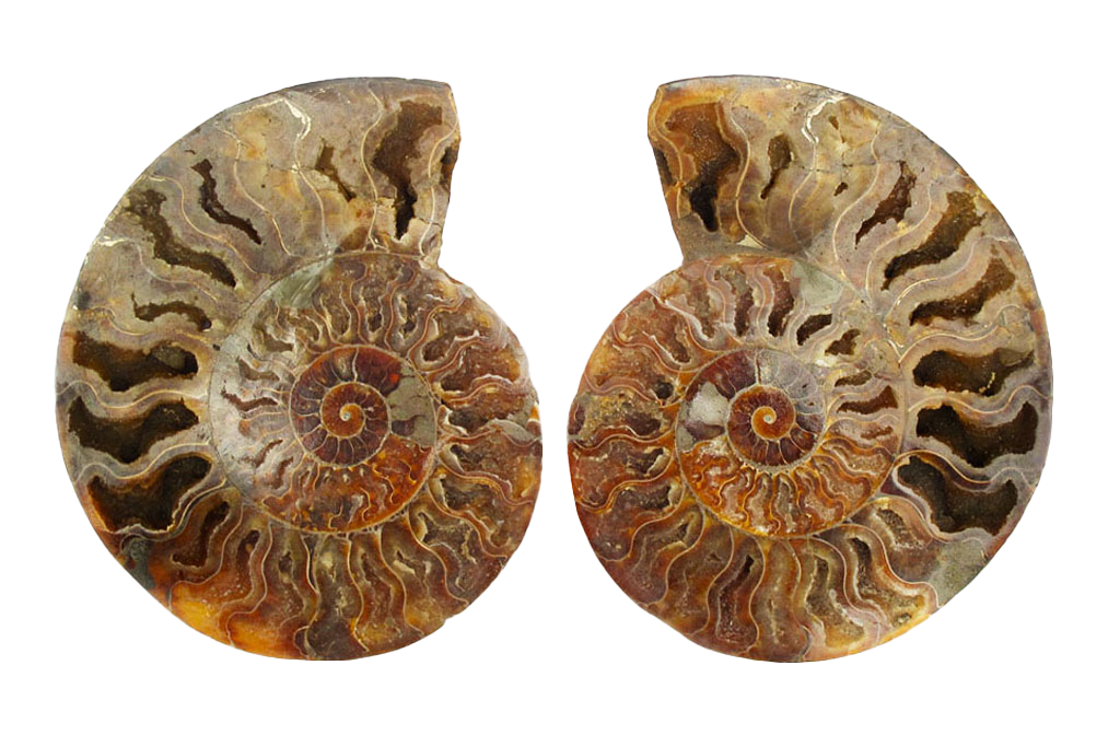 Ammonite Fossils Cut & Polished Pairs - 7-15 cm - First Quality