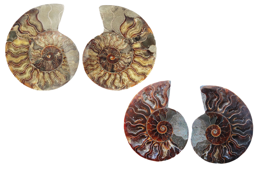 Ammonite Cut & Polished Pairs - 7-15 cm - First Quality