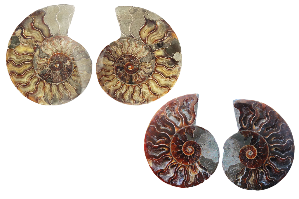 Ammonite Fossils Cut & Polished Pairs - 7-15 cm - First Quality