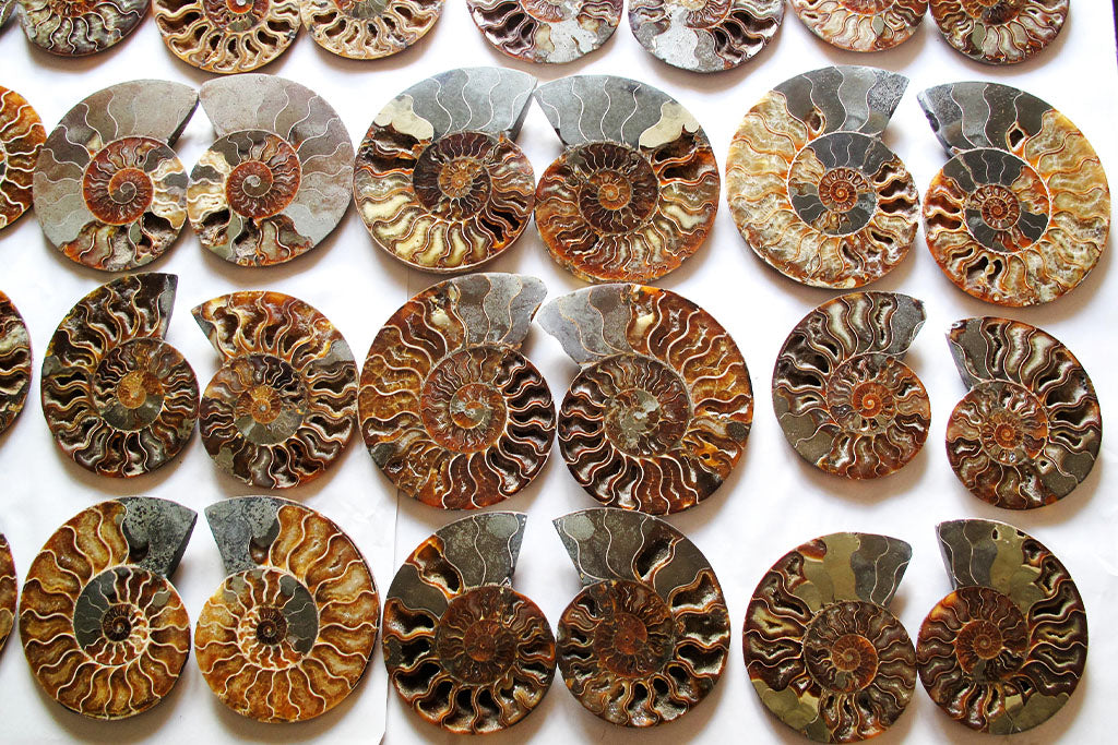 Ammonite Fossils Cut & Polished Pairs - 7-15 cm - First Quality