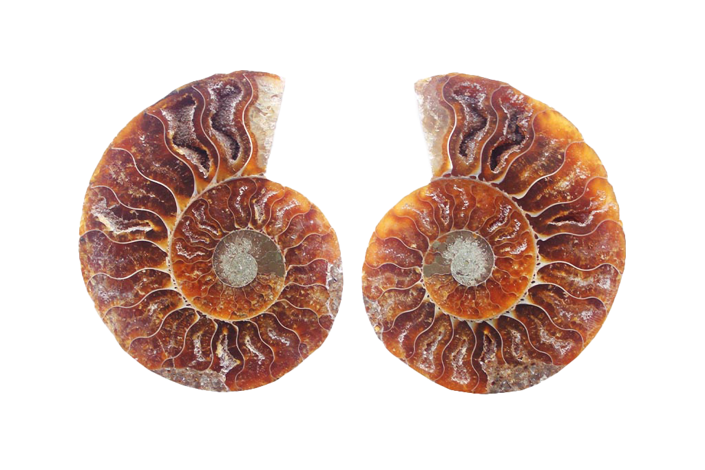 Ammonite Fossils Cut & Polished Pairs - 7-15 cm - First Quality