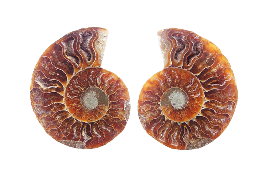 Ammonite Fossils Cut & Polished Pairs - 7-15 cm - First Quality