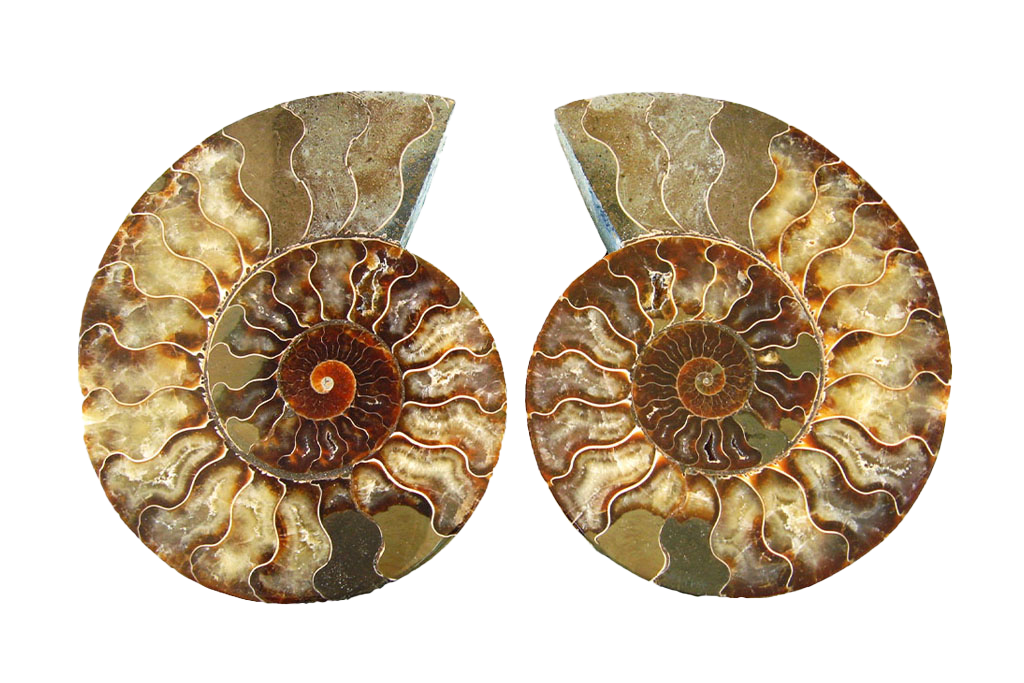 Ammonite Fossils Cut & Polished Pairs - 7-15 cm - First Quality