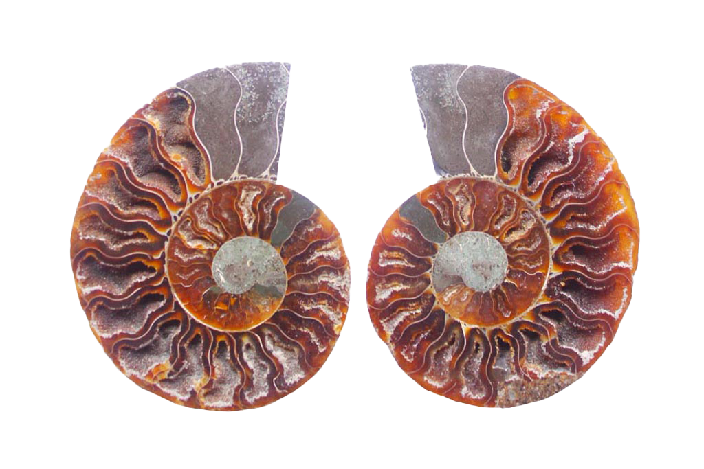 Ammonite Fossils Cut & Polished Pairs - 7-15 cm - First Quality