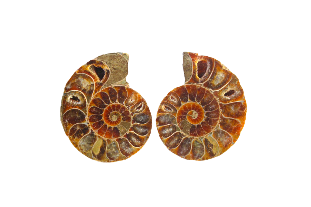 Ammonite Fossils Cut & Polished Pairs - 1-7 cm - First Quality - JEWELRY
