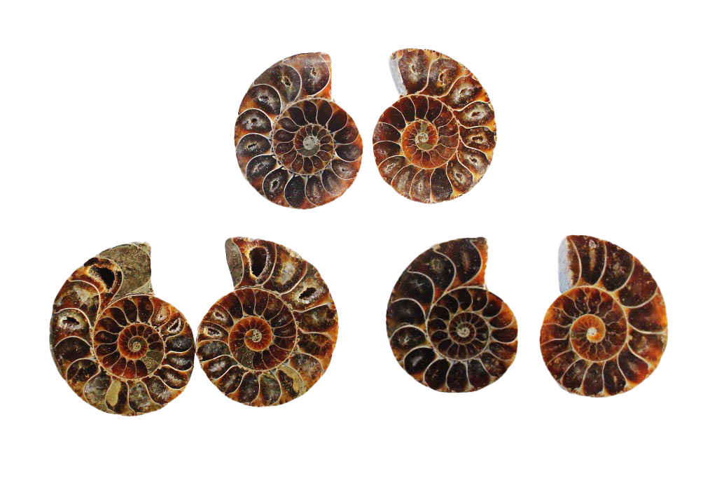 Ammonite Cut & Polished Pairs - 1-7 cm - First Quality - JEWELRY