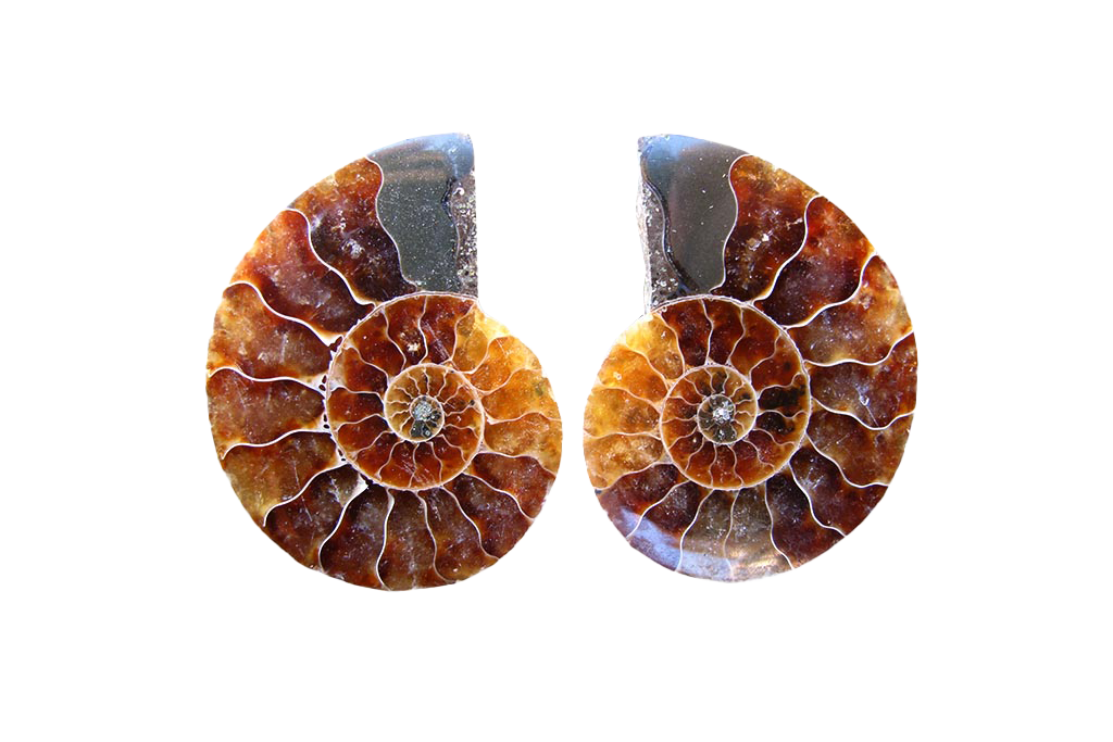Ammonite Cut & Polished Pairs - 1-7 cm - First Quality - JEWELRY