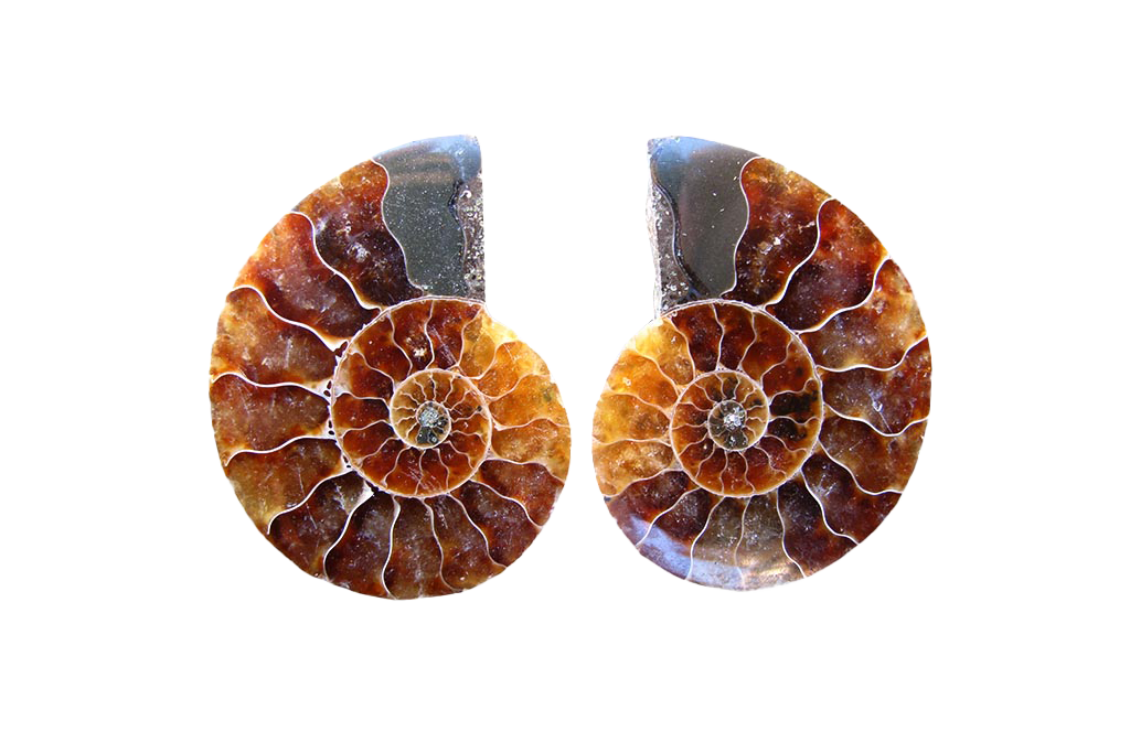 Ammonite Fossils Cut & Polished Pairs - 1-7 cm - First Quality - JEWELRY