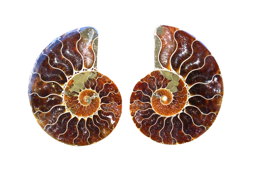 First Quality Cut and Polished Ammonite Fossils Jewelry size