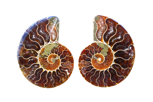 Ammonite Cut & Polished Pairs - 1-7 cm - First Quality - JEWELRY