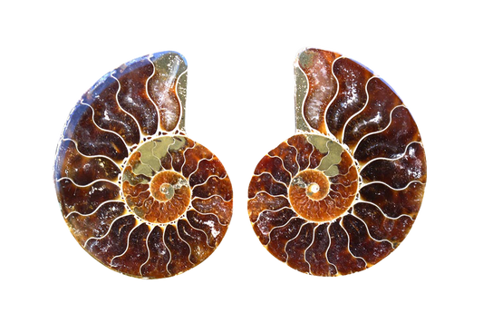 First Quality Cut and Polished Ammonite Fossils Jewelry size