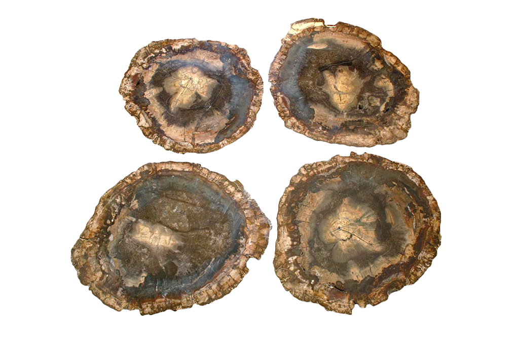 Petrified Wood Slices