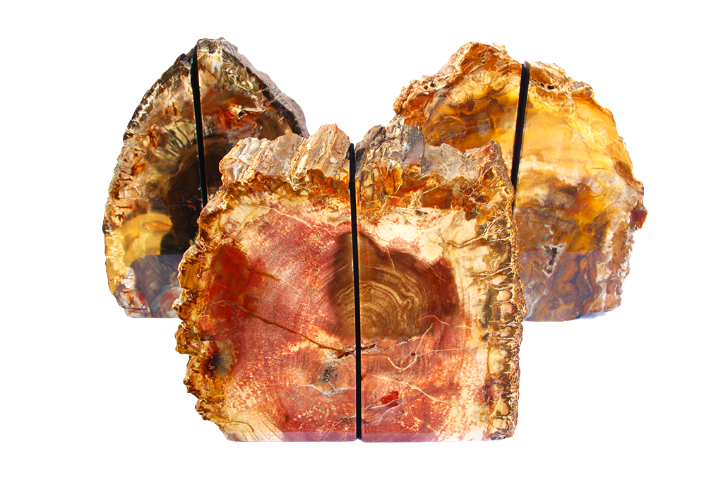 Petrified Wood Bookends - #1 Quality