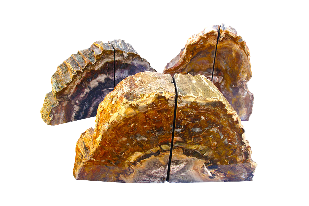 Petrified Wood Bookends - #1 Quality