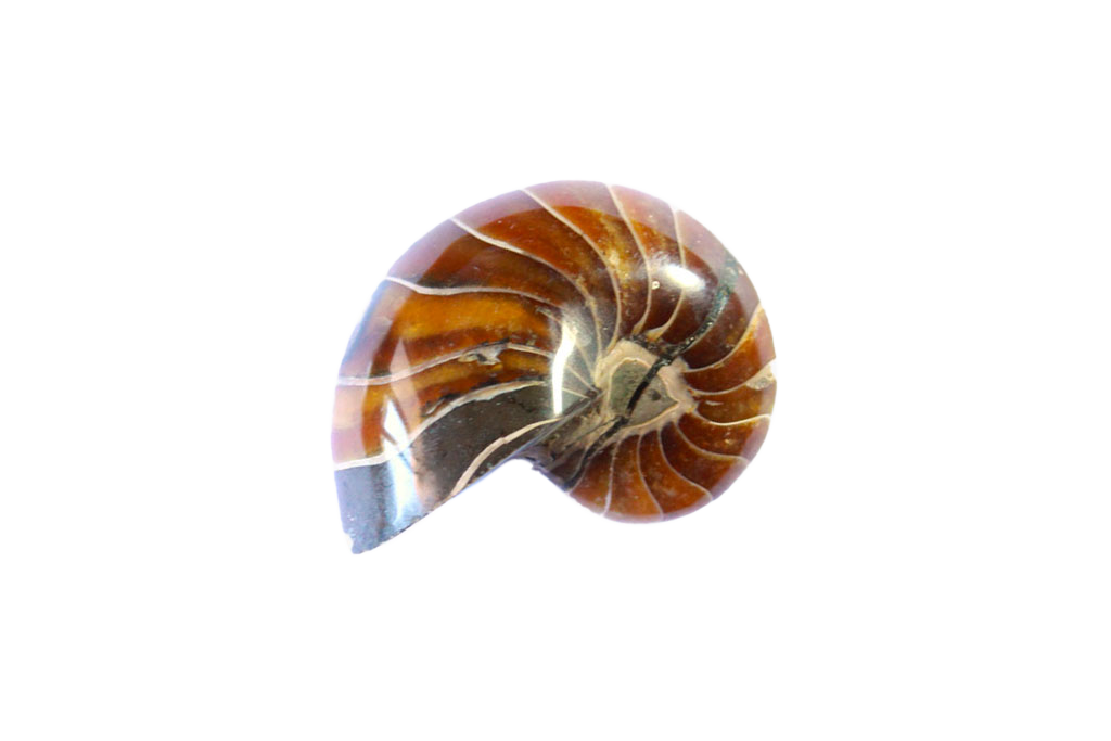 Whole Polished Nautilus Ammonite Fossils - 1-7 cm - JEWELRY