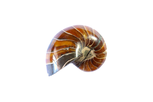 Whole Polished Nautilus Ammonites - 1-7 cm - JEWELRY