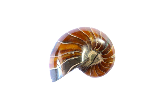 Whole Polished Nautilus Ammonite Fossils - 1-7 cm - JEWELRY