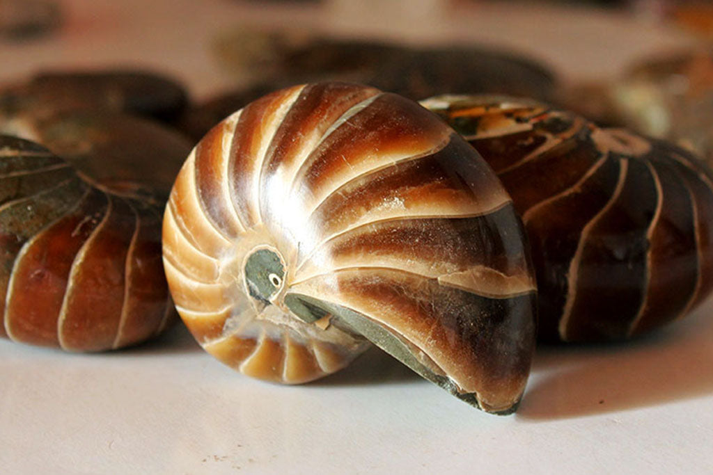 Whole Polished Nautilus Ammonite Fossils - 1-7 cm - JEWELRY