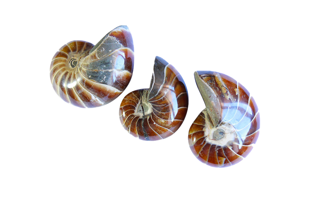 Whole Polished Nautilus Ammonites - 1-7 cm - JEWELRY