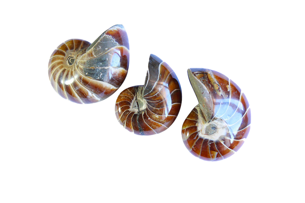 Whole Polished Nautilus Ammonite Fossils - 1-7 cm - JEWELRY