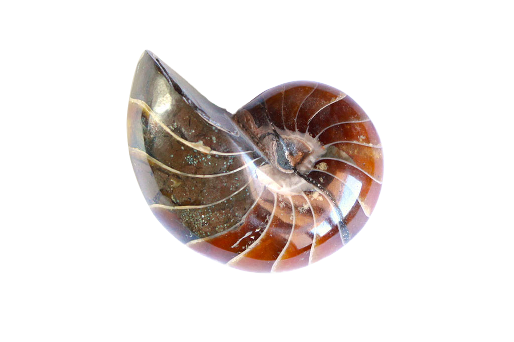 Whole Polished Nautilus Ammonite Fossils - 1-7 cm - JEWELRY