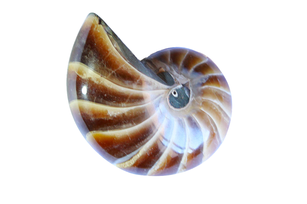 Whole Polished Nautilus Ammonite Fossils - 1-7 cm - JEWELRY