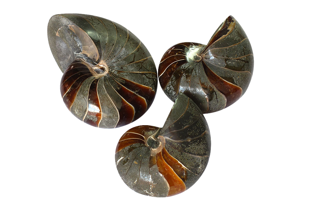 Whole Polished Nautilus Ammonites - 7-11 cm