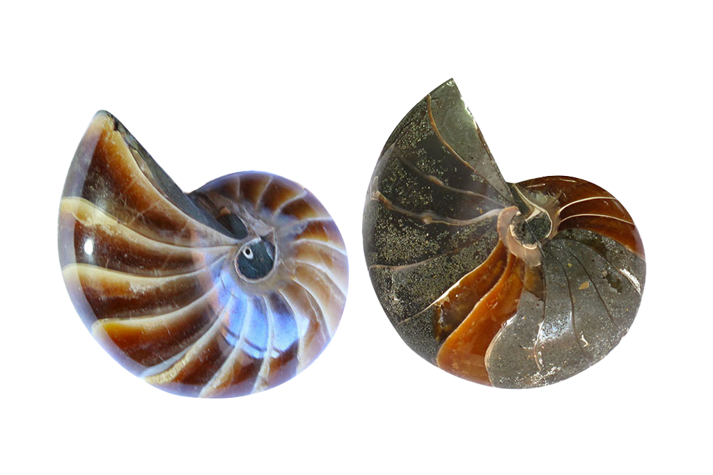 Whole Polished Nautilus Ammonite Fossils - 7-11 cm