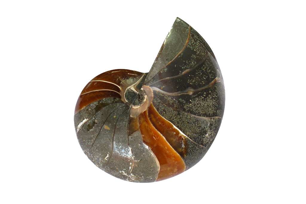 Whole Polished Nautilus Ammonite Fossils - 7-11 cm
