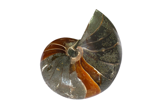 Whole Polished Nautilus Ammonites - 7-11 cm