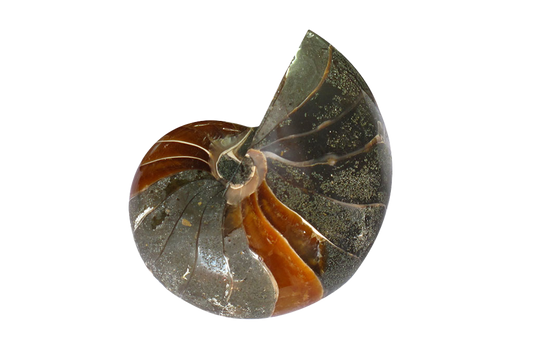 Whole Polished Nautilus Ammonite Fossils - 7-11 cm
