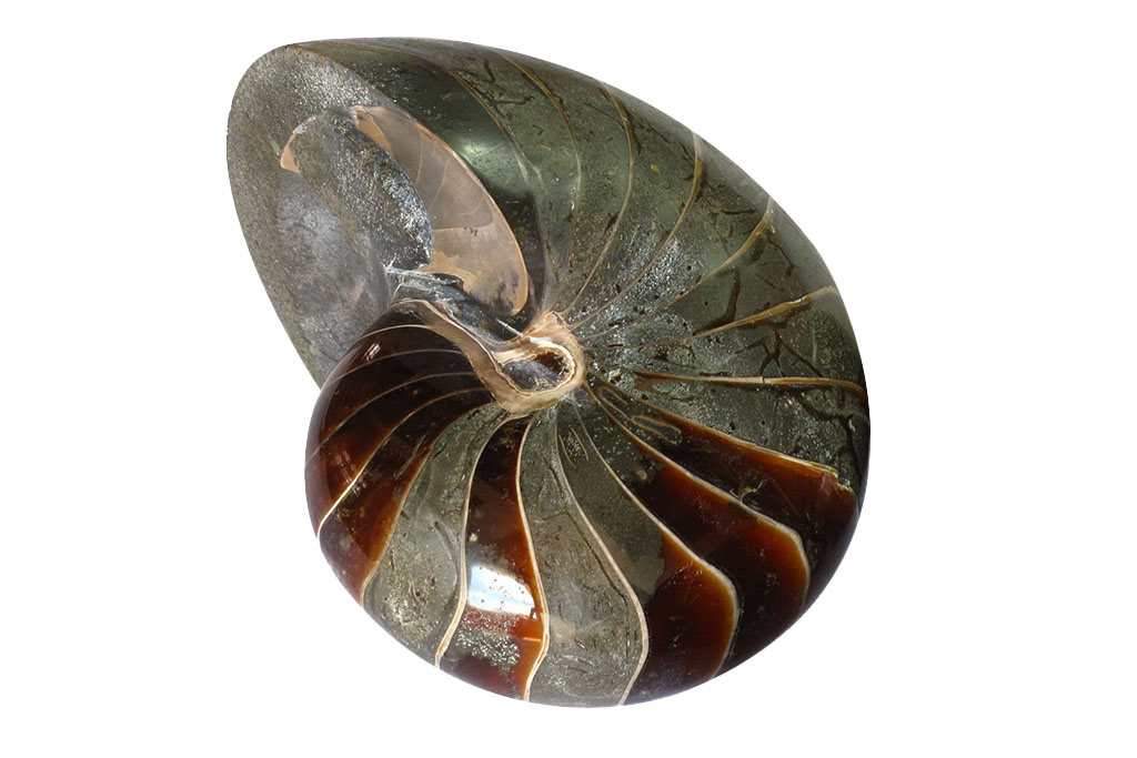 Whole Polished Nautilus Ammonite Fossils - 7-11 cm