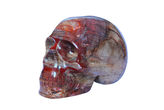 Handmade Petrified Wood Skull Carvings. Luxury Modern Interior Decoration