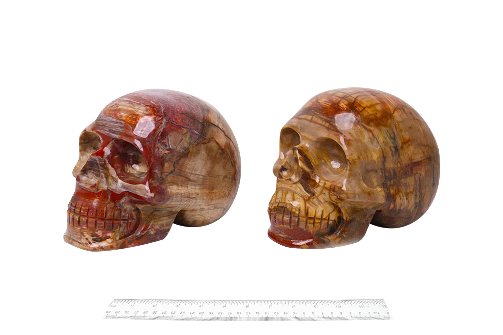 Handmade Petrified Wood Skull Carvings. Luxury Modern Interior Decoration