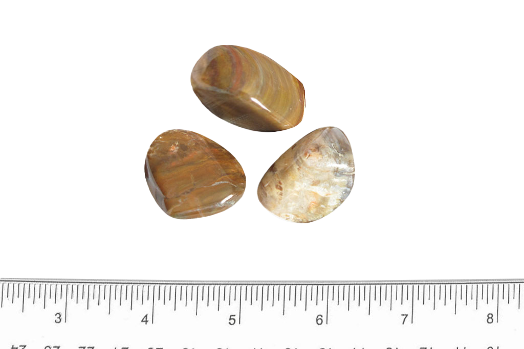 Petrified Wood Handpolished Gallets