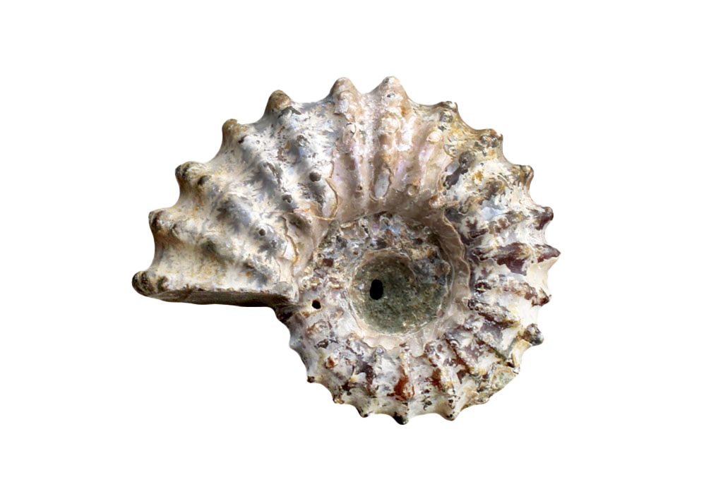 Natural Whole Spike Shell Ammonites - 1-7 cm - JEWELRY