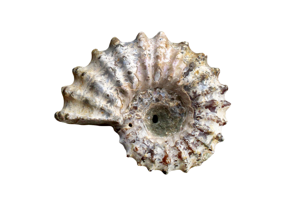 Natural Whole Spike Shell Ammonite Fossils - 1-7 cm - JEWELRY