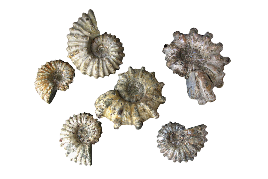 Natural Whole Spike Shell Ammonite Fossils - 1-7 cm - JEWELRY