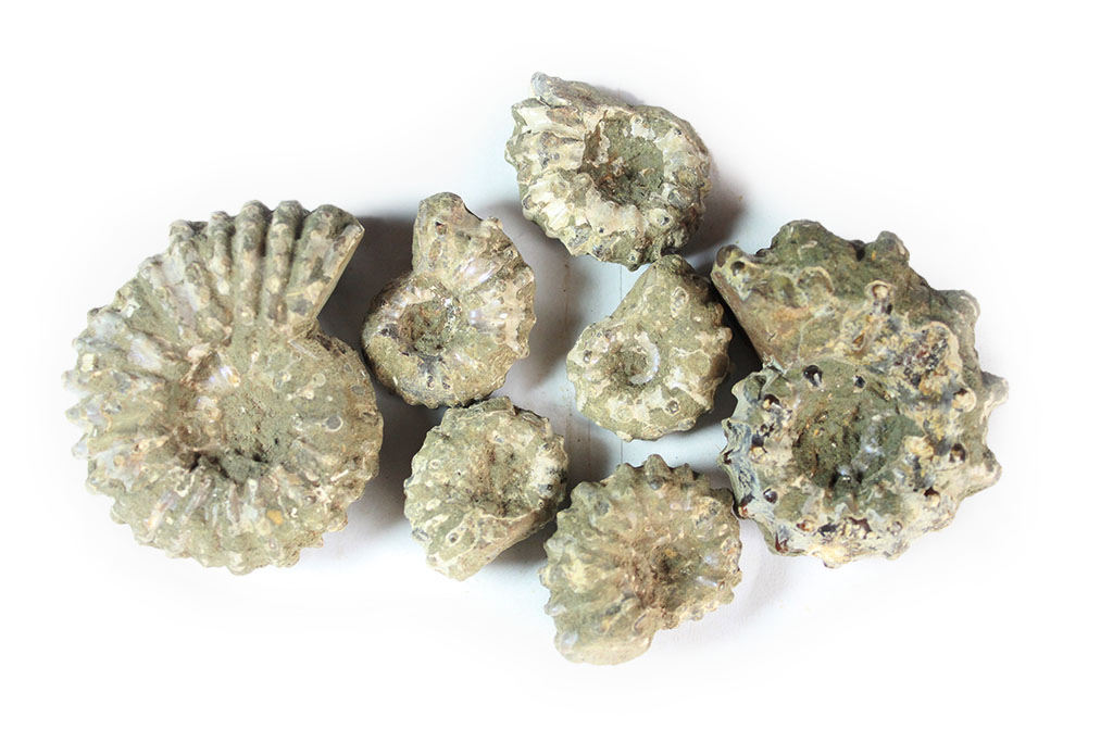 Natural Whole Spike Shell Ammonite Fossils - 1-7 cm - JEWELRY