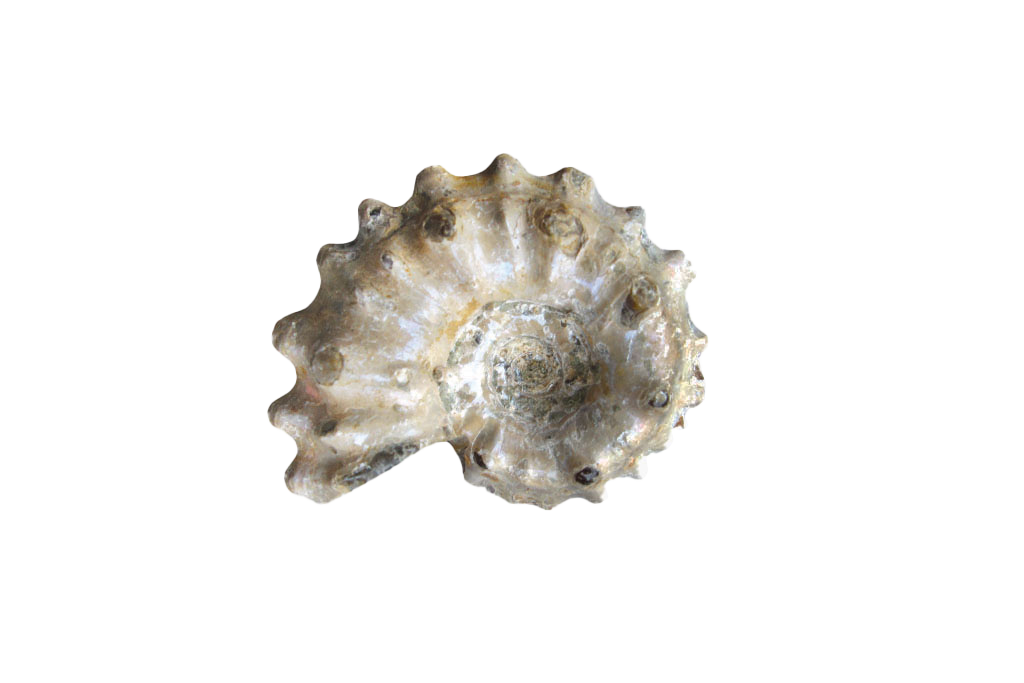Natural Whole Spike Shell Ammonite Fossils - 1-7 cm - JEWELRY