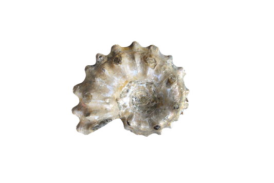 Natural Whole Spike Shell Ammonite Fossils - 1-7 cm - JEWELRY